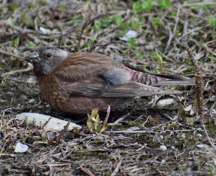 Gray-crowned Rosy-Finch - ML619675685