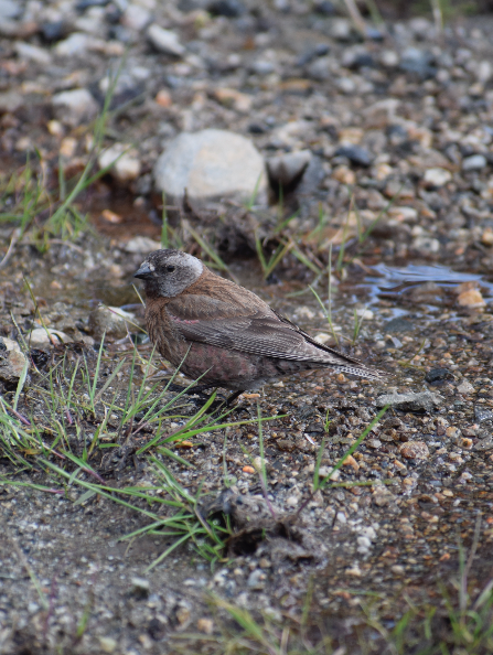 Gray-crowned Rosy-Finch - ML619675686