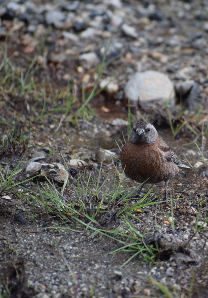 Gray-crowned Rosy-Finch - ML619675687