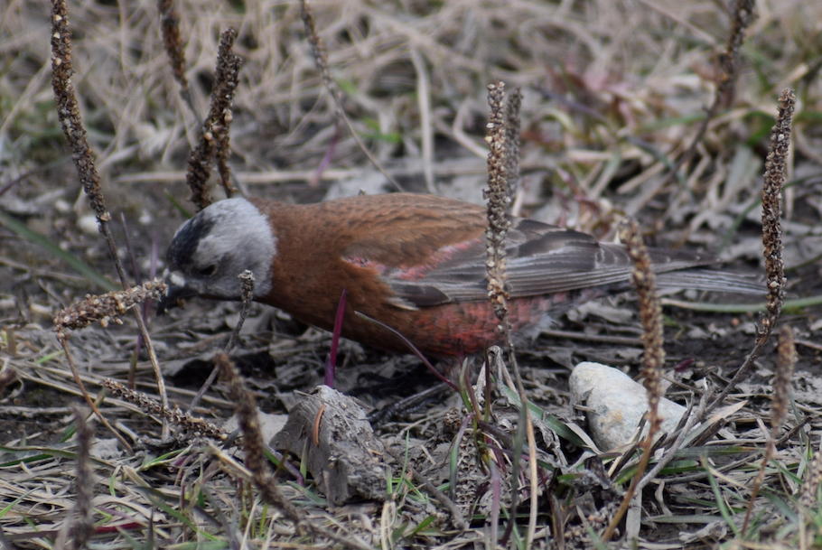 Gray-crowned Rosy-Finch - ML619675688