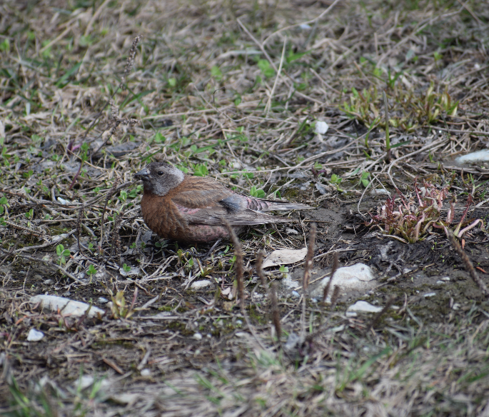 Gray-crowned Rosy-Finch - ML619675689