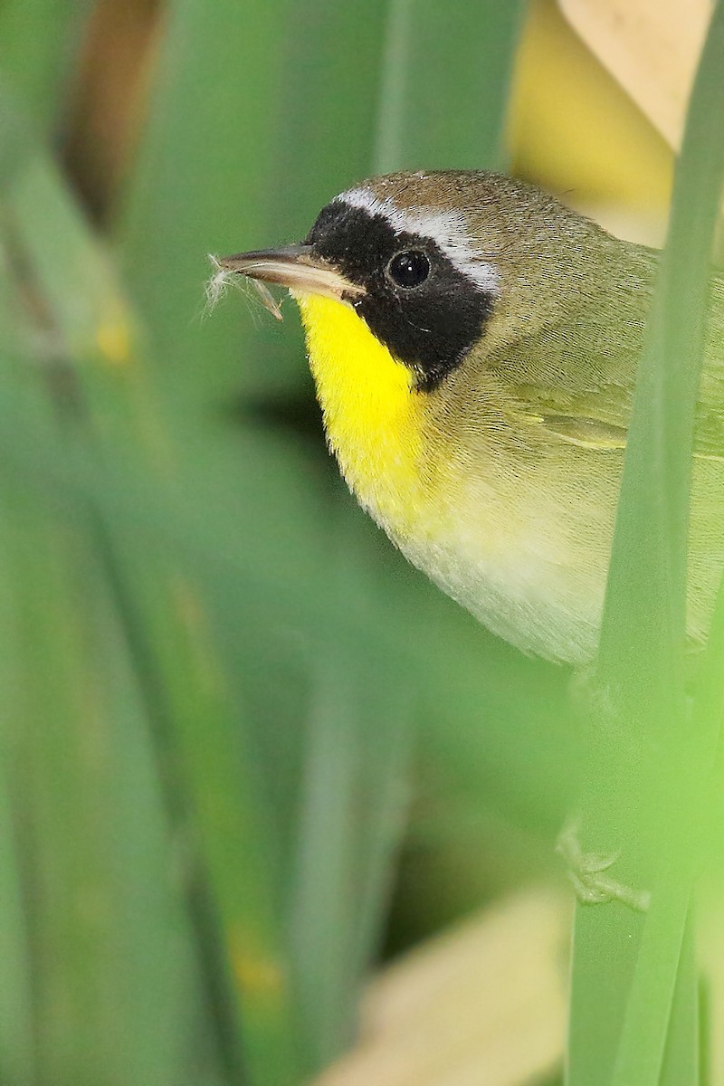 Common Yellowthroat - ML619675718