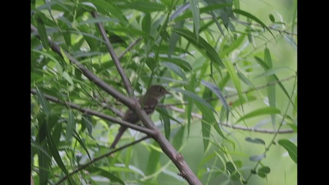 Alder Flycatcher - ML619675731