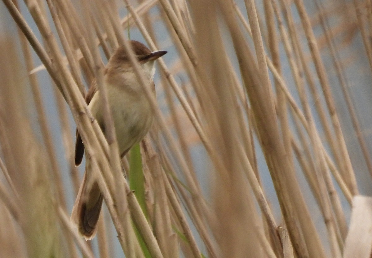 Great Reed Warbler - ML619675750