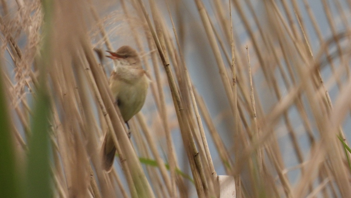 Great Reed Warbler - ML619675751