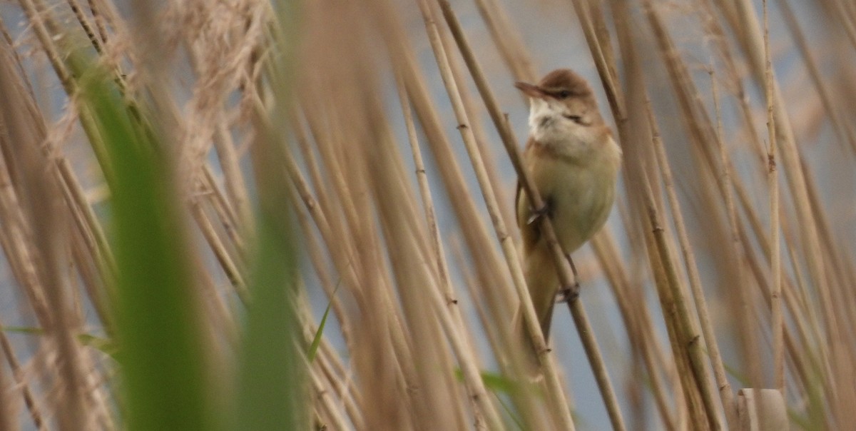 Great Reed Warbler - ML619675752