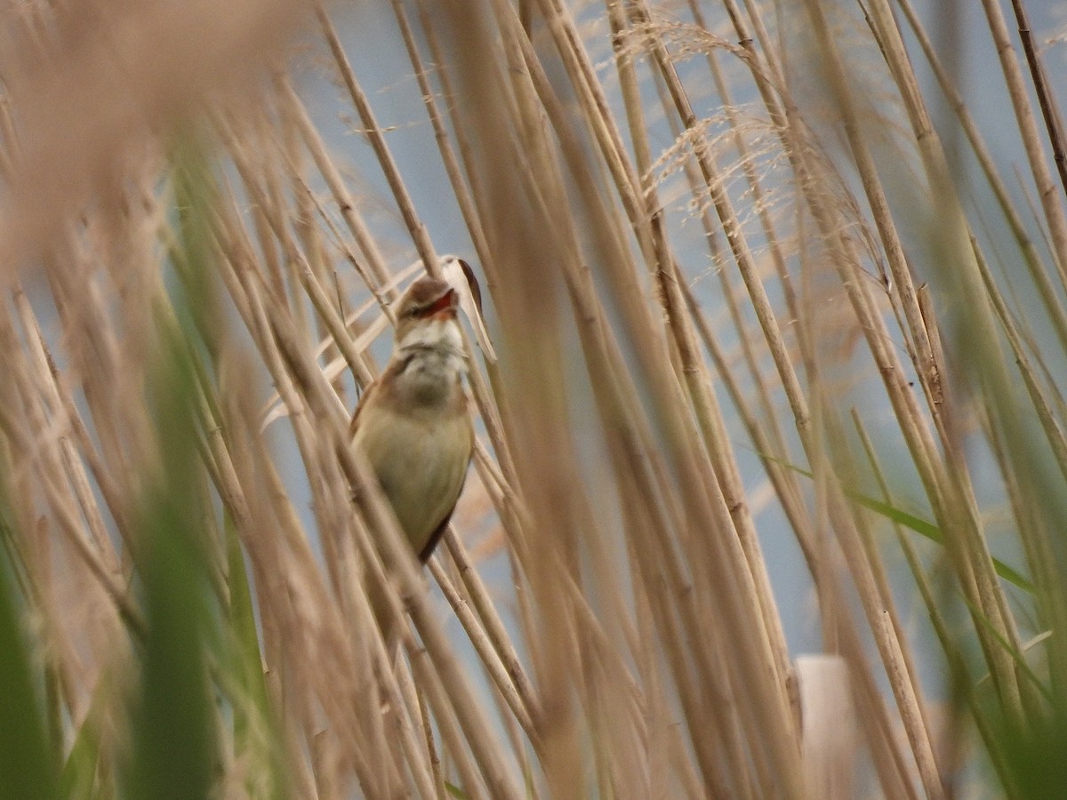 Great Reed Warbler - ML619675753