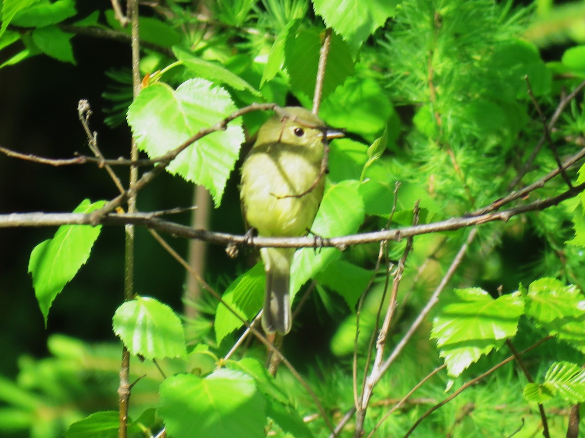 Yellow-bellied Flycatcher - ML619675755