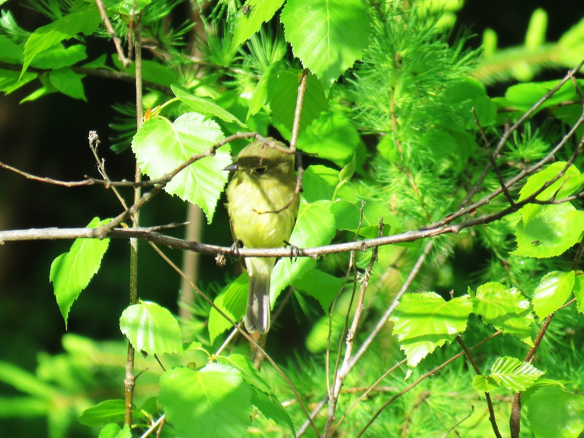 Yellow-bellied Flycatcher - ML619675756