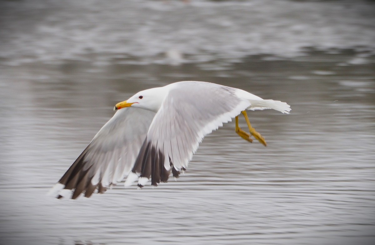 Gaviota Californiana - ML619675775