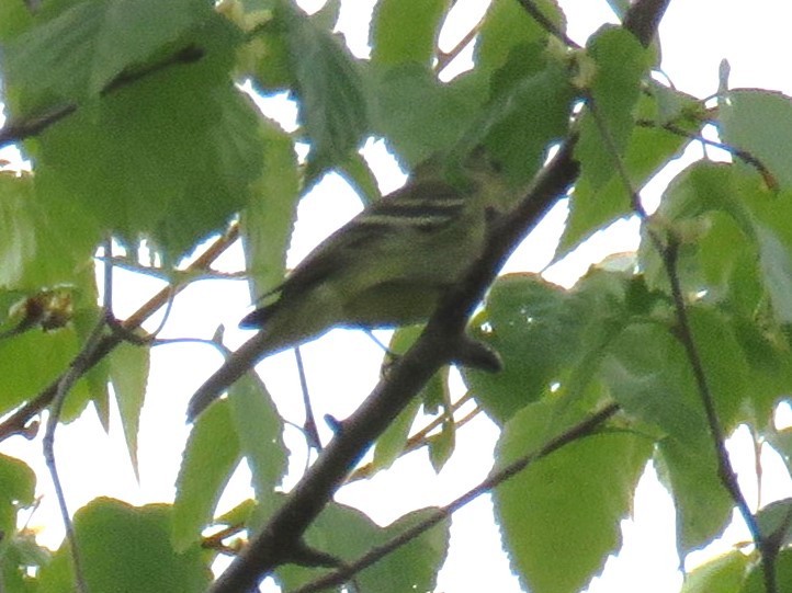 Yellow-bellied Flycatcher - ML619675779