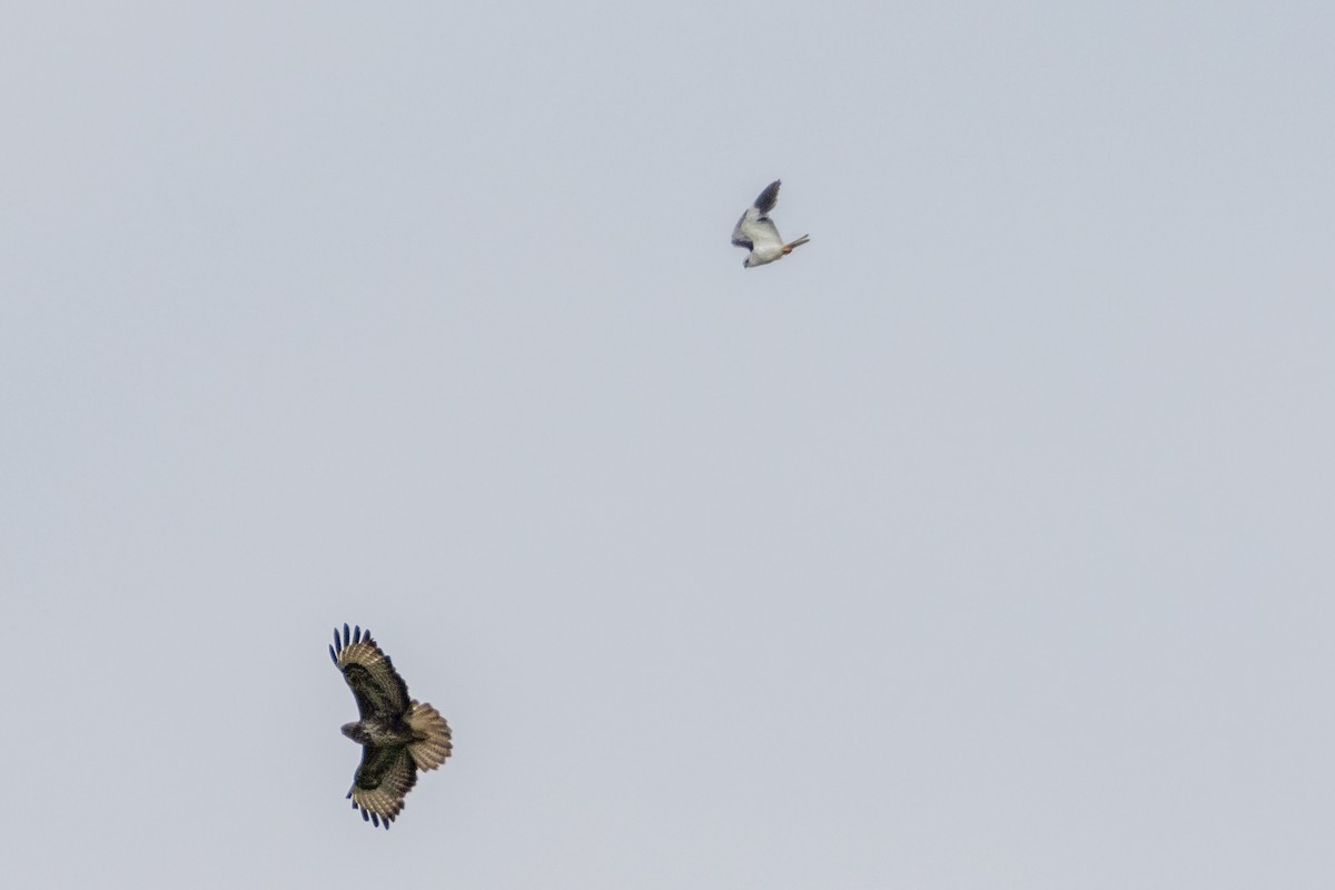 Black-winged Kite - ML619675787