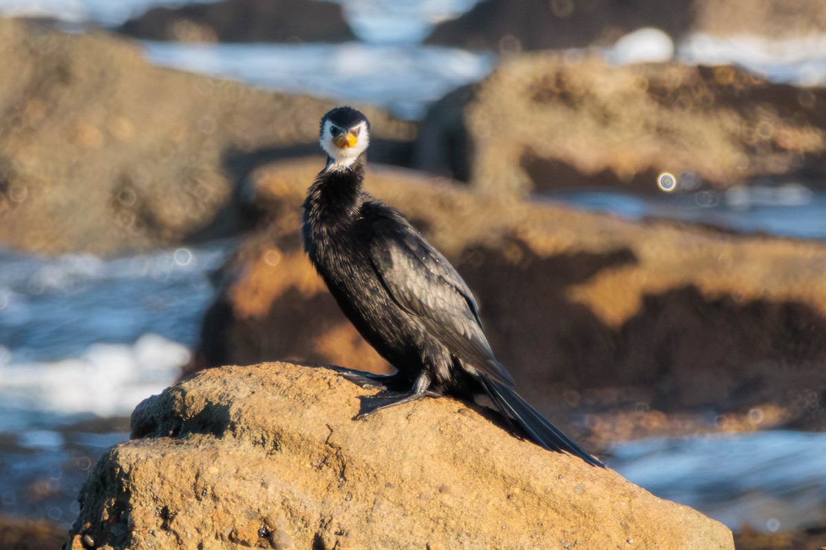 Little Pied Cormorant - ML619675817