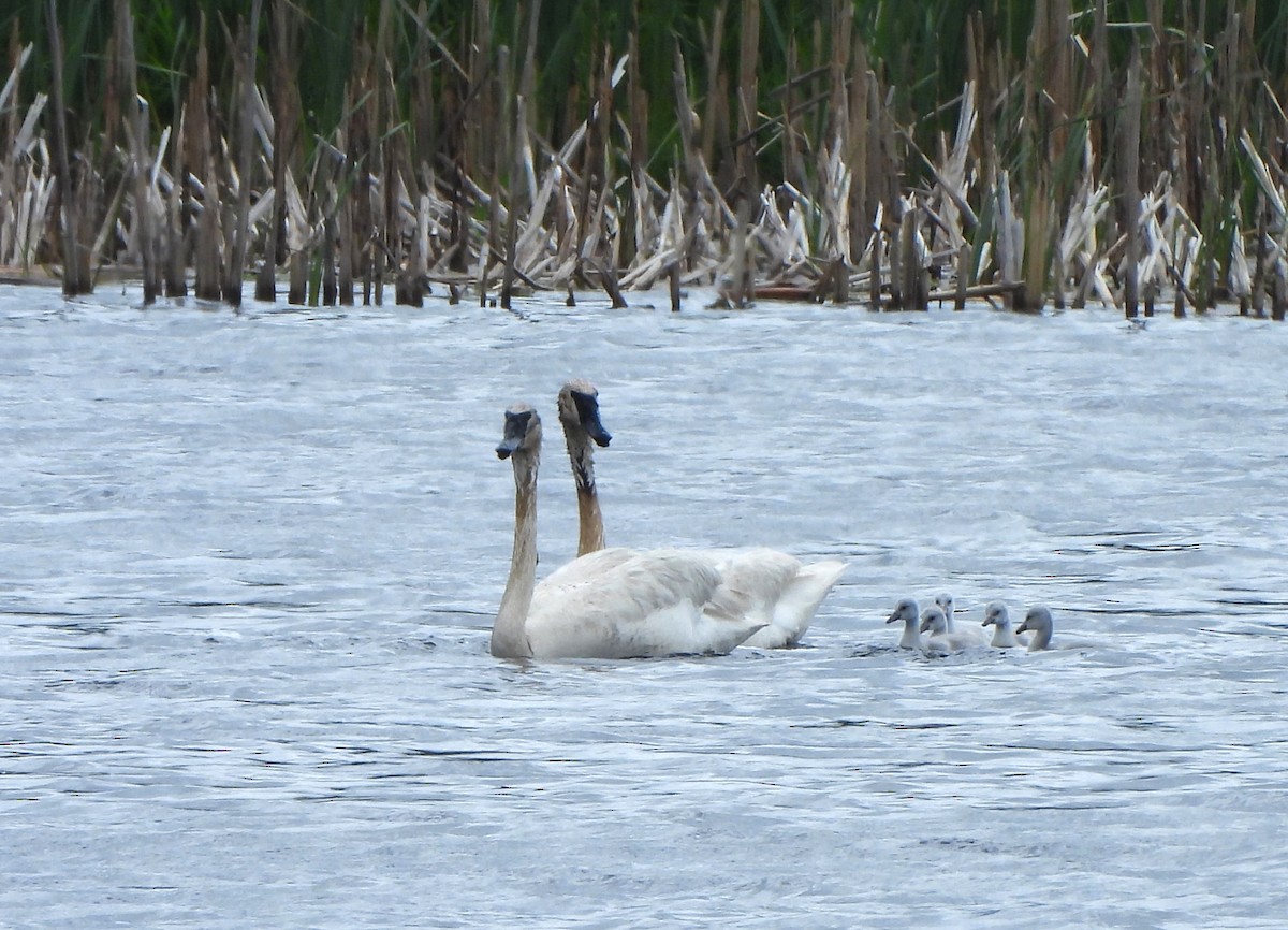 Trumpeter Swan - ML619675829