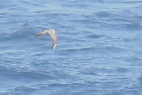 Long-tailed Jaeger - ML619675835