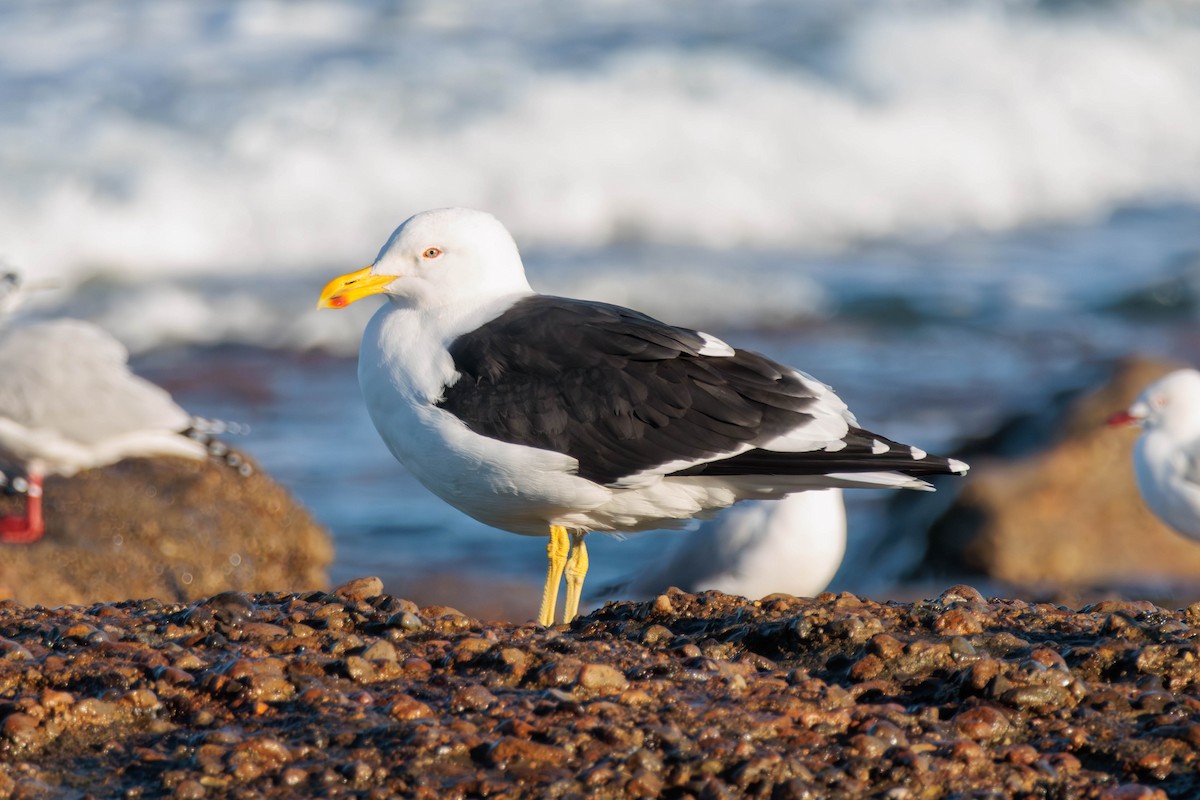 Kelp Gull - ML619675841