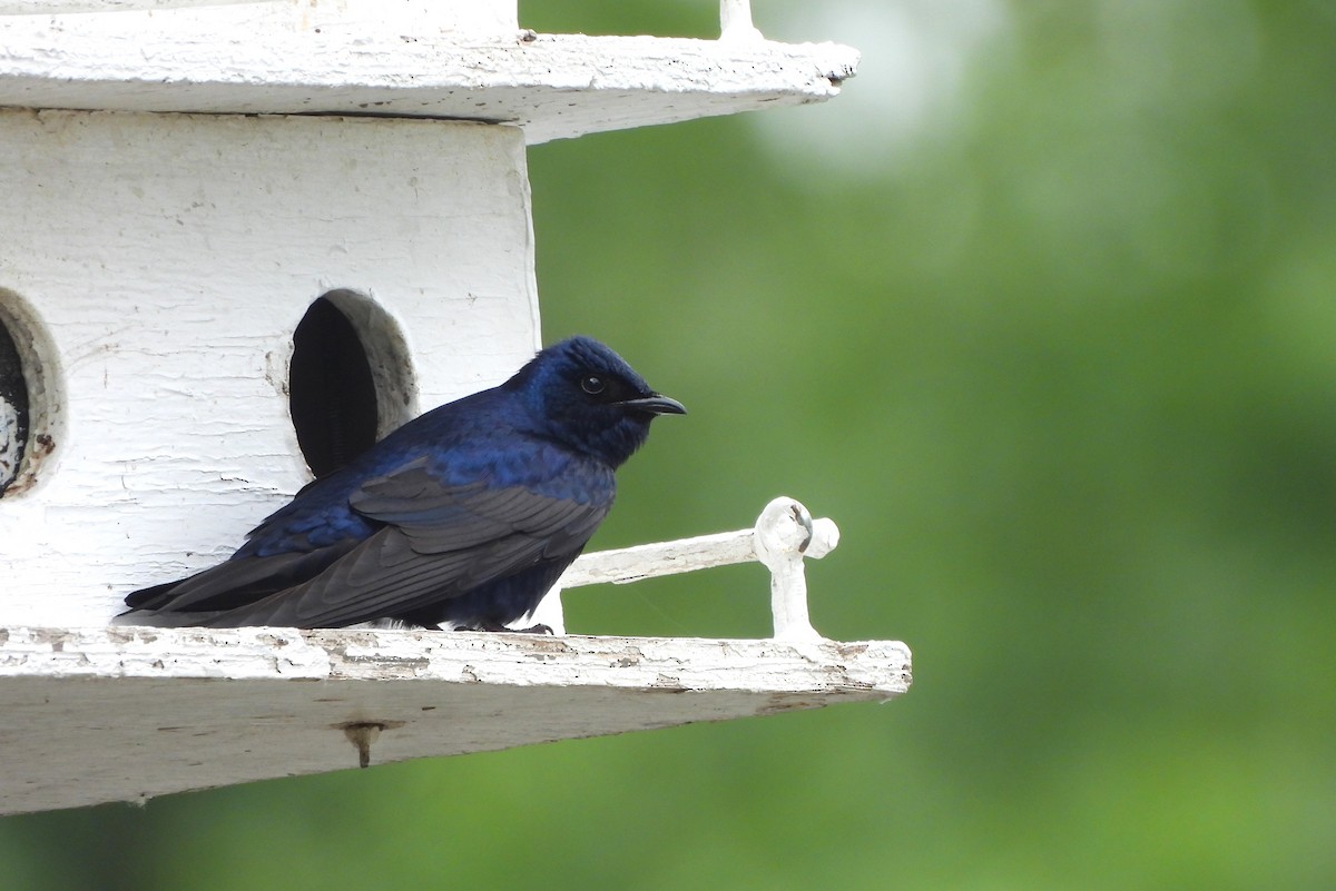 Purple Martin - ML619675844