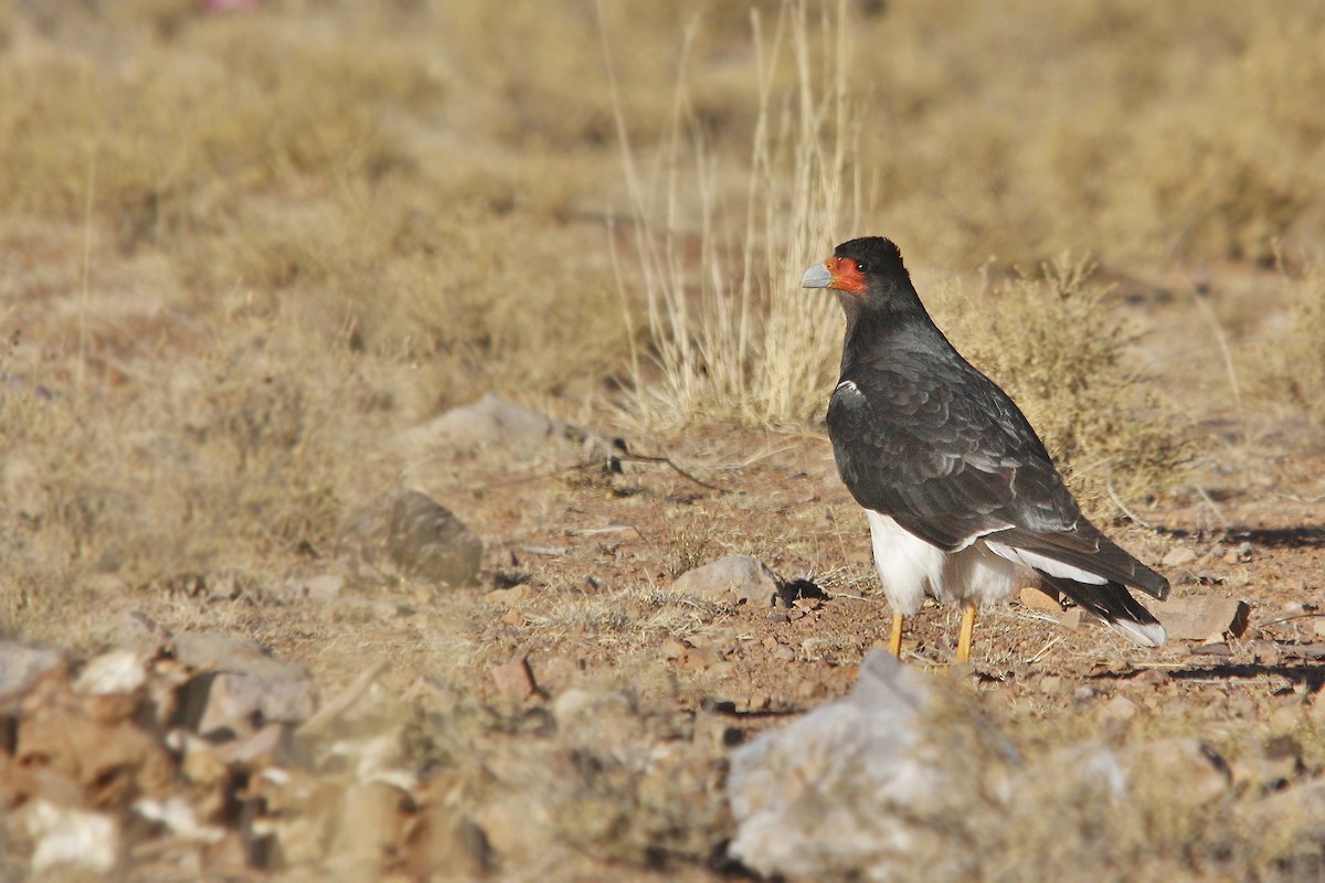 Caracara Andino - ML619675849