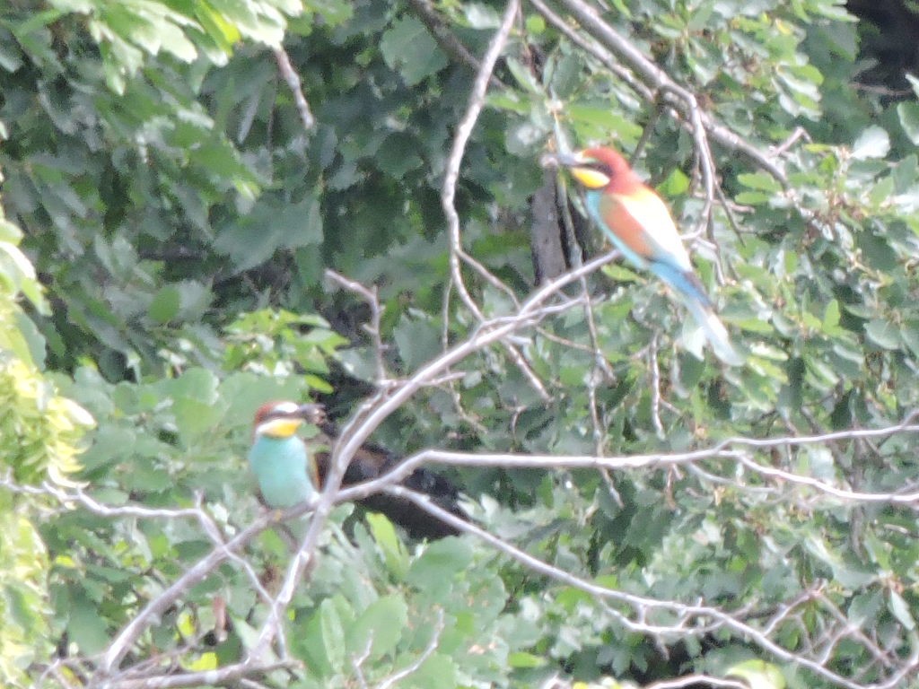 European Bee-eater - ML619675854