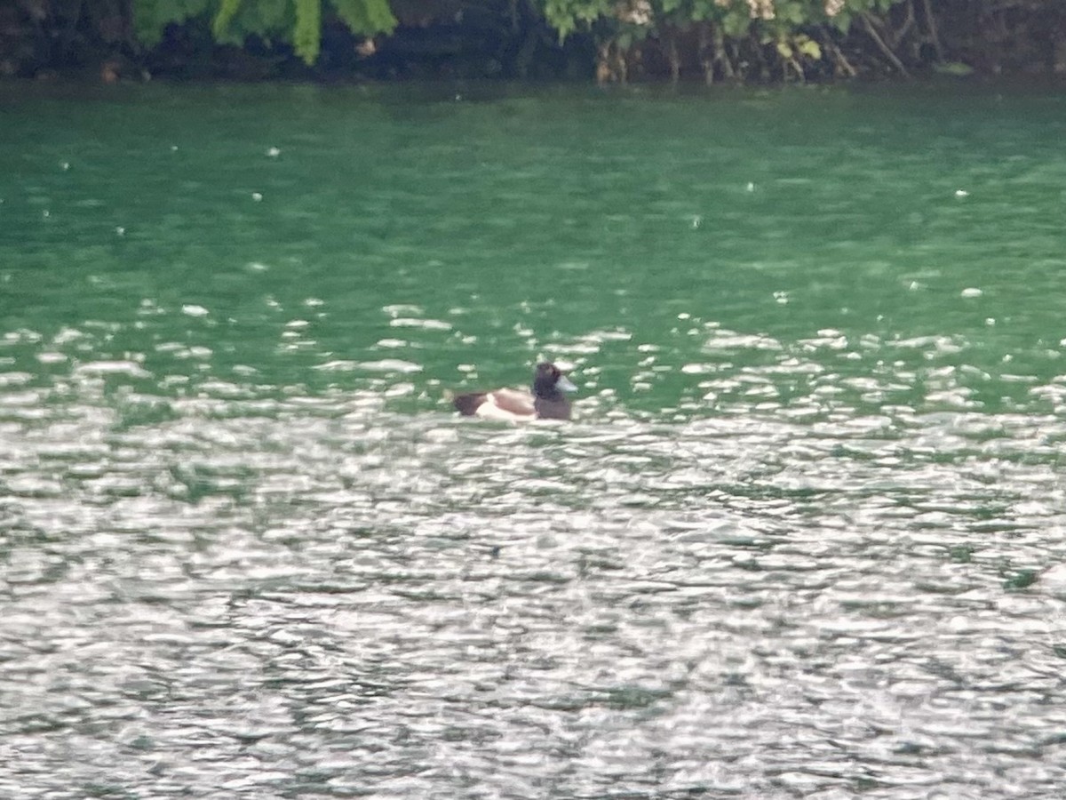 Lesser Scaup - ML619675894