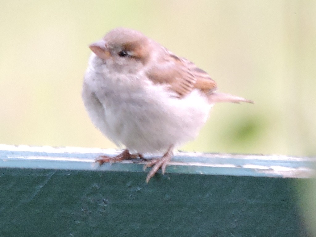 House Sparrow - ML619675897