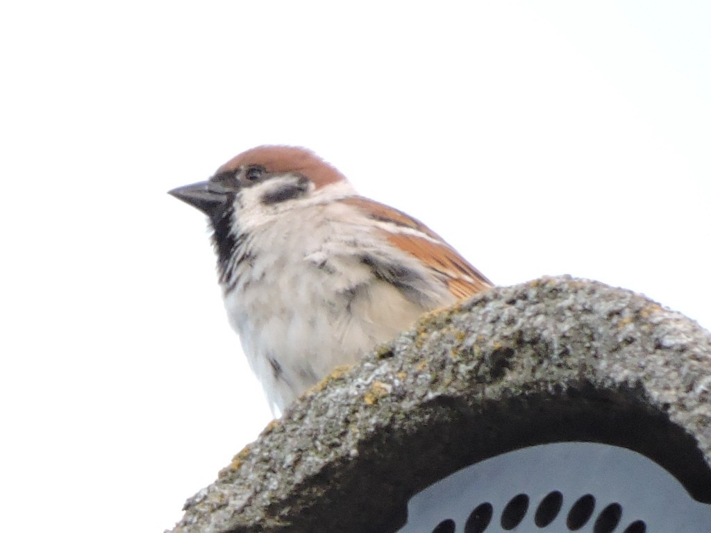 Eurasian Tree Sparrow - ML619675922