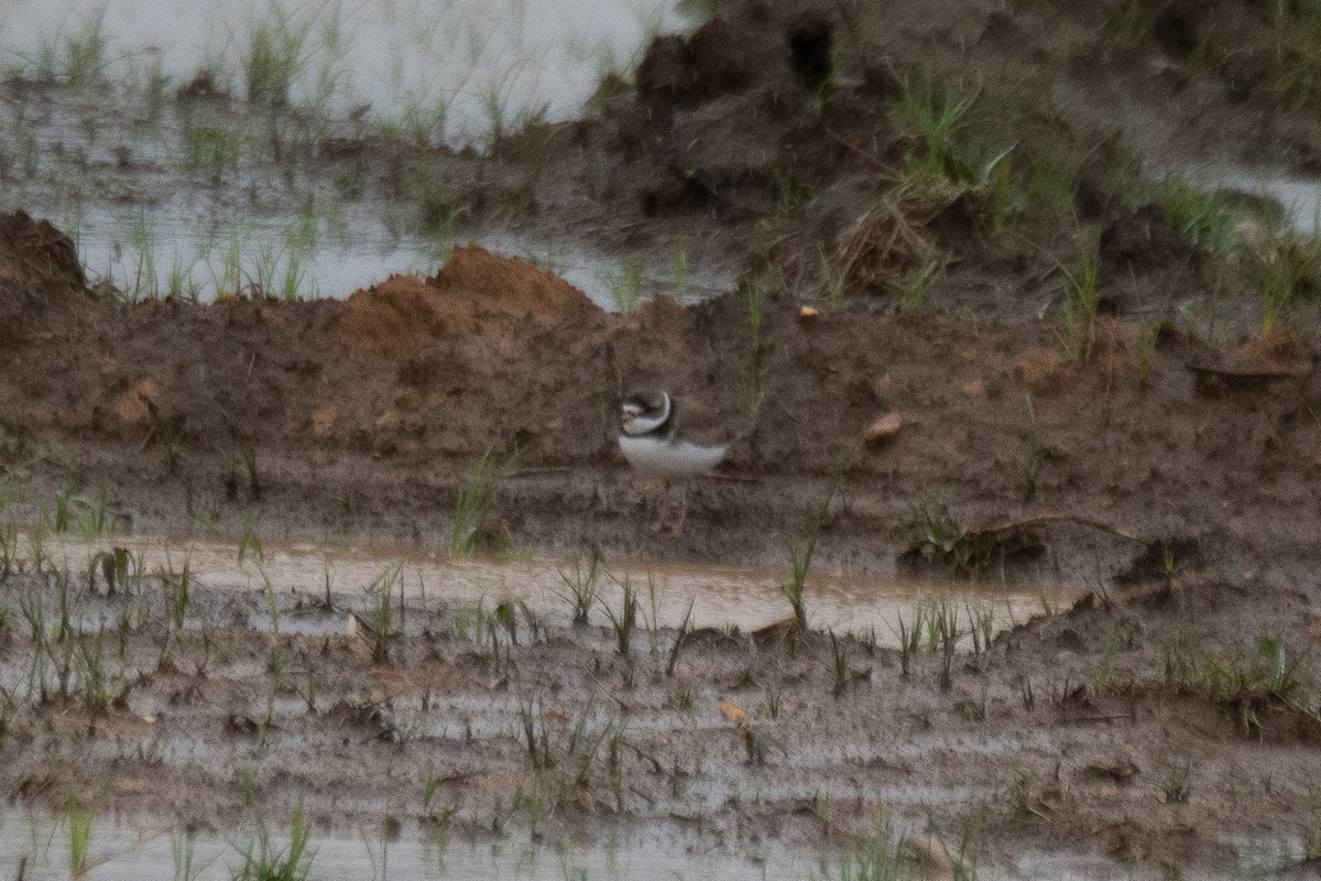 Semipalmated Plover - ML619675927