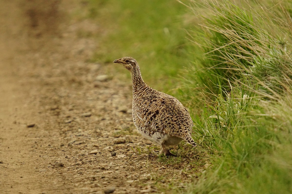 Sharp-tailed Grouse - ML619675967