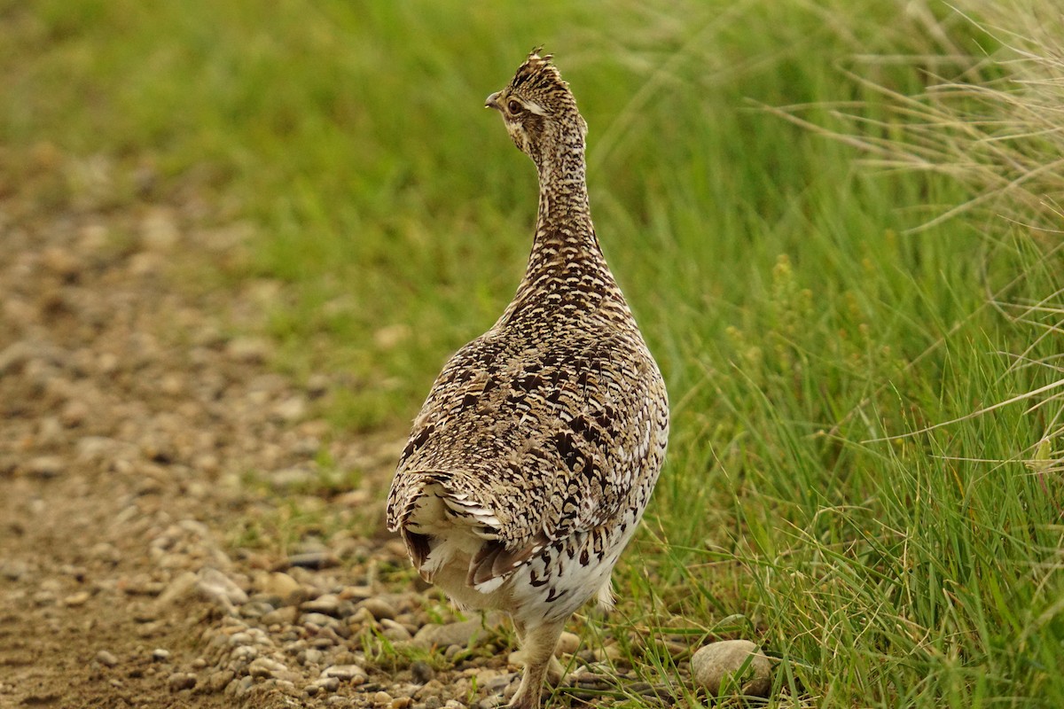 Sharp-tailed Grouse - ML619675968