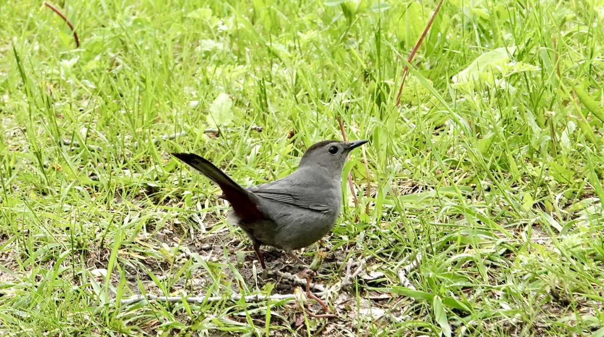 Gray Catbird - ML619676040