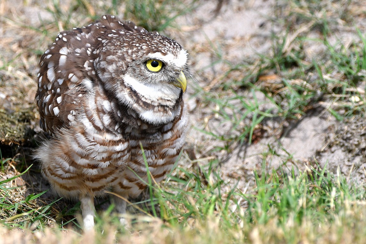 Burrowing Owl (Florida) - ML619676043