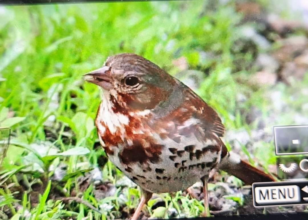 Fox Sparrow - ML619676069