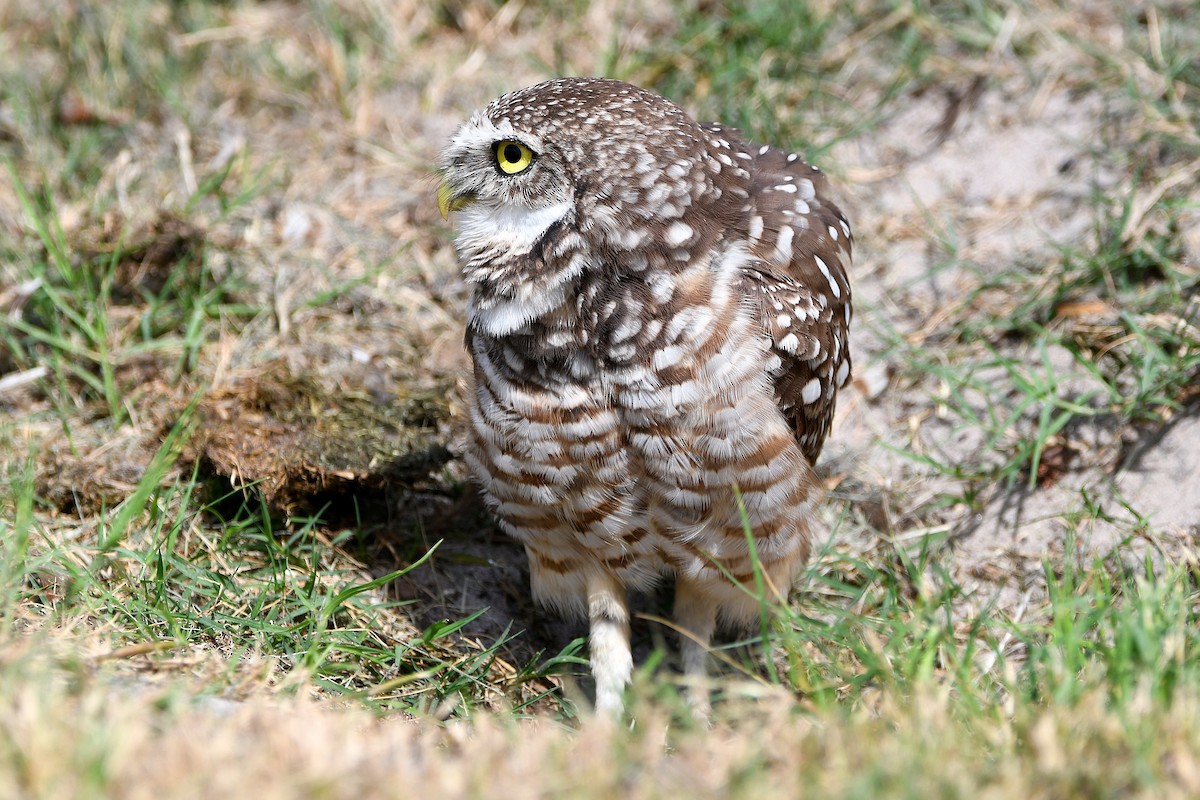 Burrowing Owl (Florida) - ML619676076