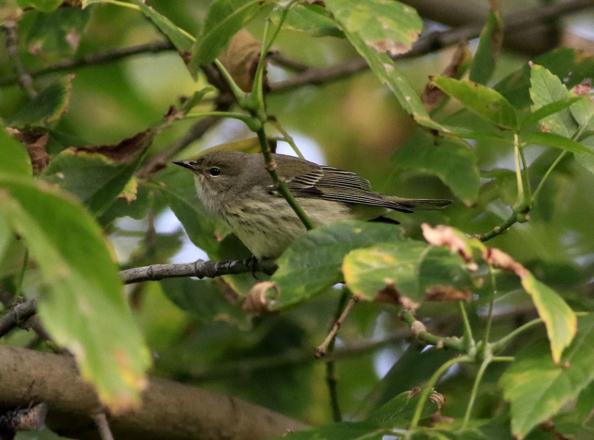Cape May Warbler - ML619676080