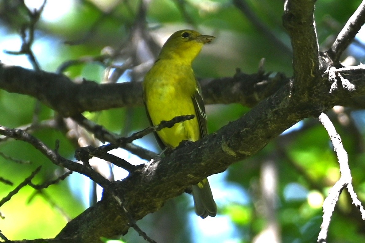 Western Tanager - ML619676118