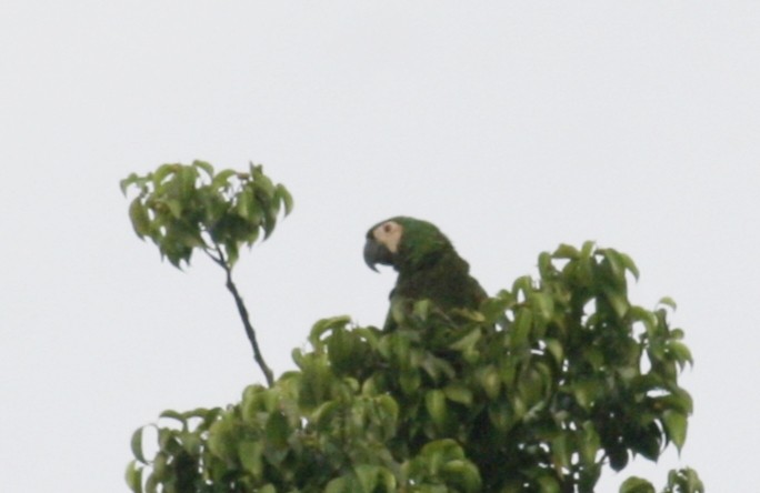 Chestnut-fronted Macaw - ML619676131