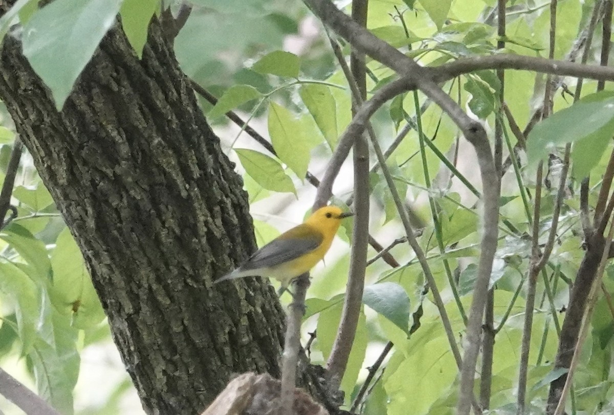Prothonotary Warbler - ML619676133