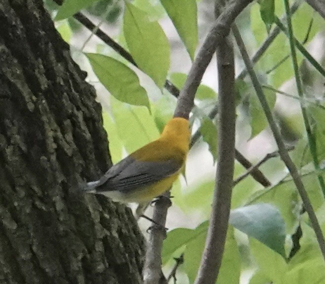 Prothonotary Warbler - ML619676134
