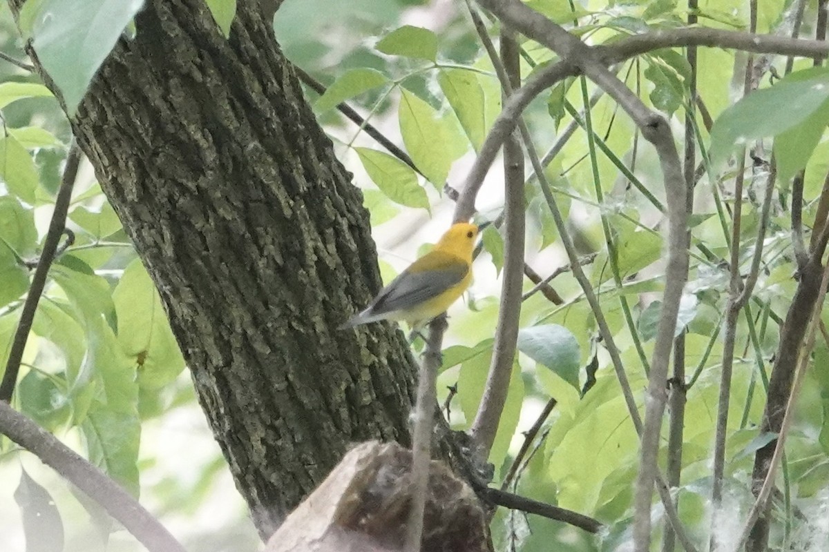 Prothonotary Warbler - ML619676135