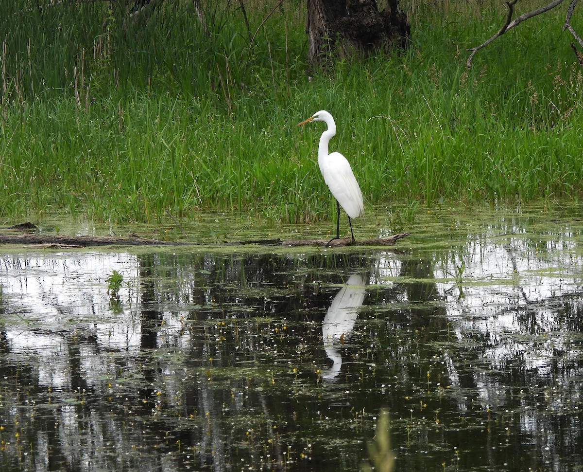 Great Egret - ML619676226