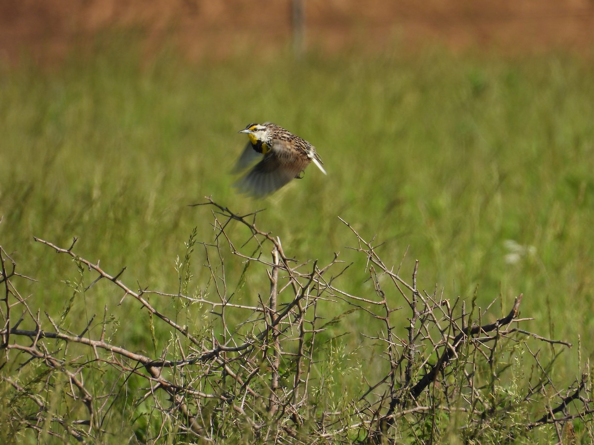 Eastern Meadowlark - ML619676275