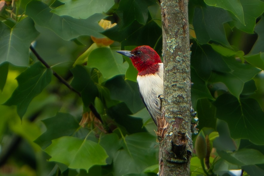 Red-headed Woodpecker - ML619676309