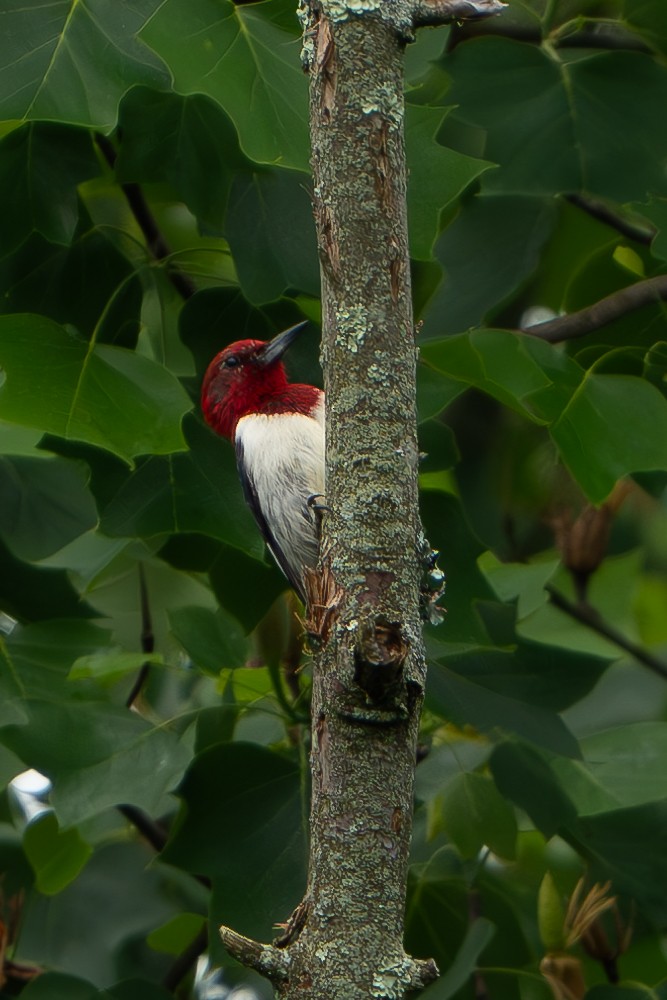 Red-headed Woodpecker - ML619676310