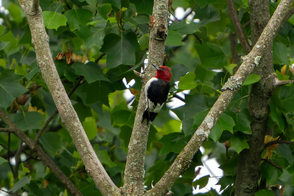 Red-headed Woodpecker - ML619676312