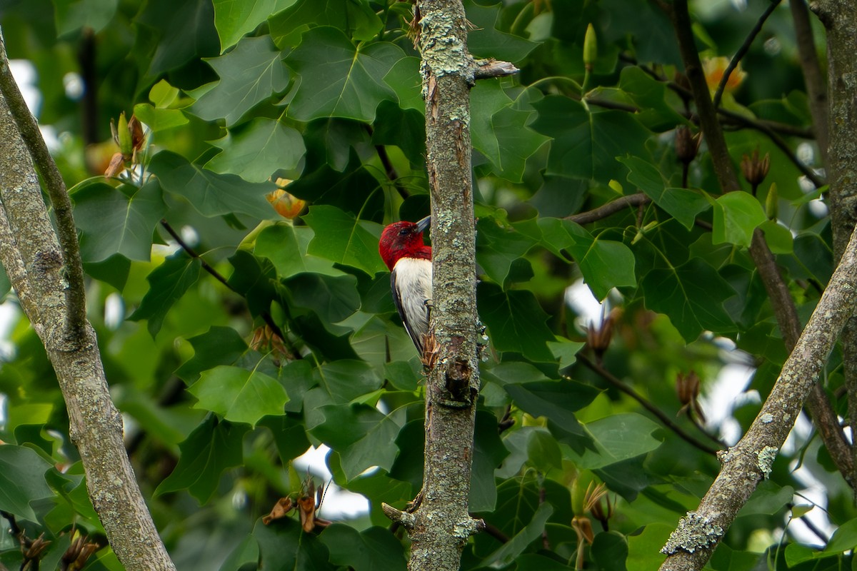 Red-headed Woodpecker - ML619676314