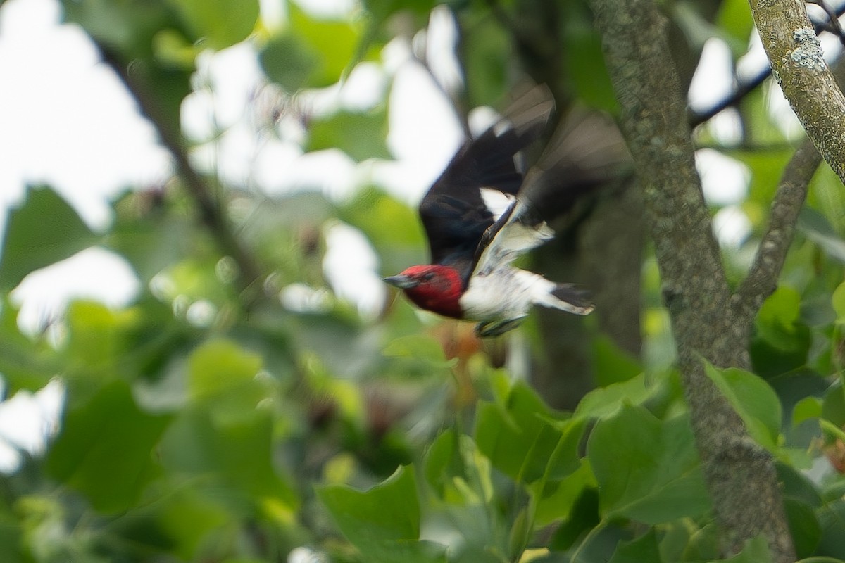 Red-headed Woodpecker - ML619676315