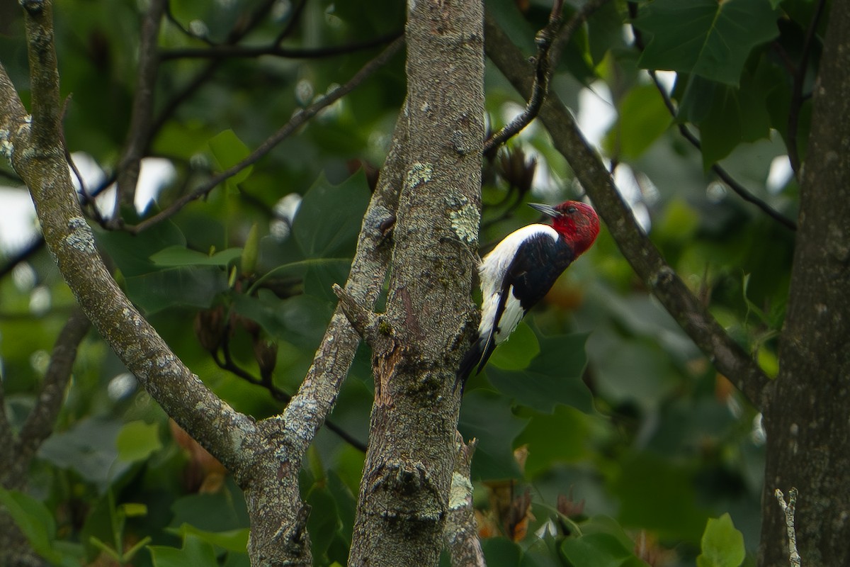 Red-headed Woodpecker - ML619676316