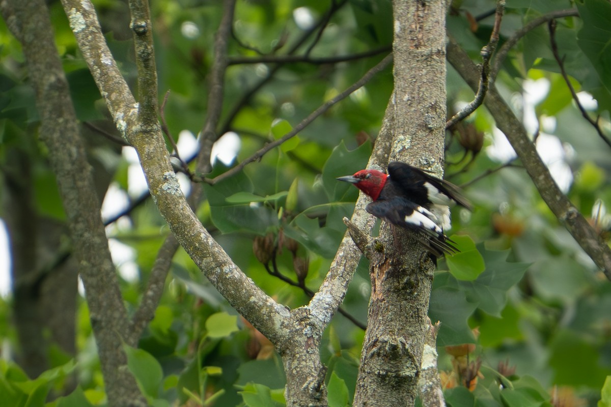 Red-headed Woodpecker - ML619676317