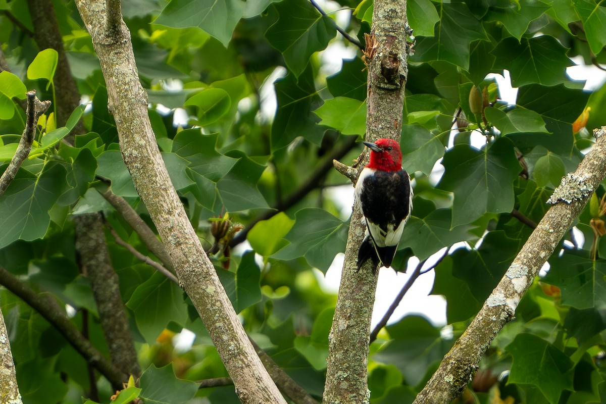 Red-headed Woodpecker - ML619676318