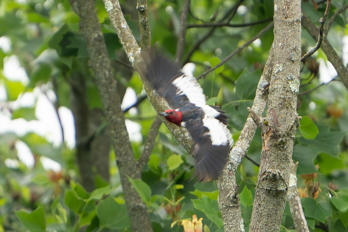 Red-headed Woodpecker - ML619676319